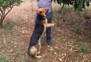 1+ year Male Purebred German Shepherd - thumbnail 2