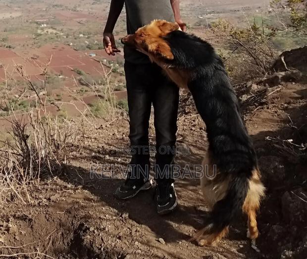 1+ year Male Purebred German Shepherd - thumbnail 3