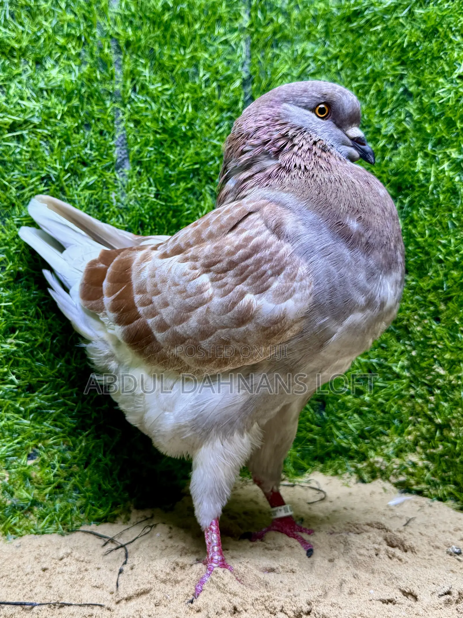 Male King Jumbo