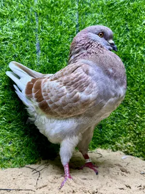Male King Jumbo