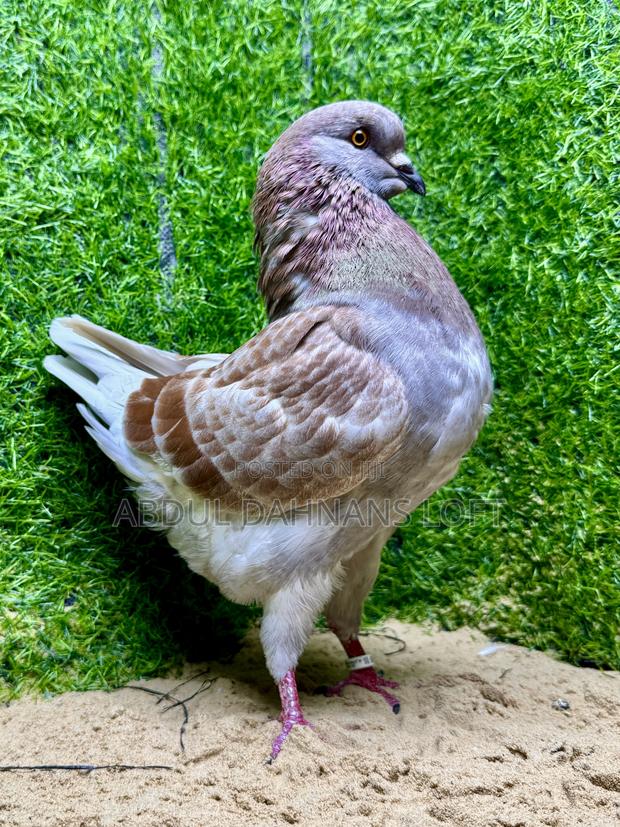 Male King Jumbo - main view