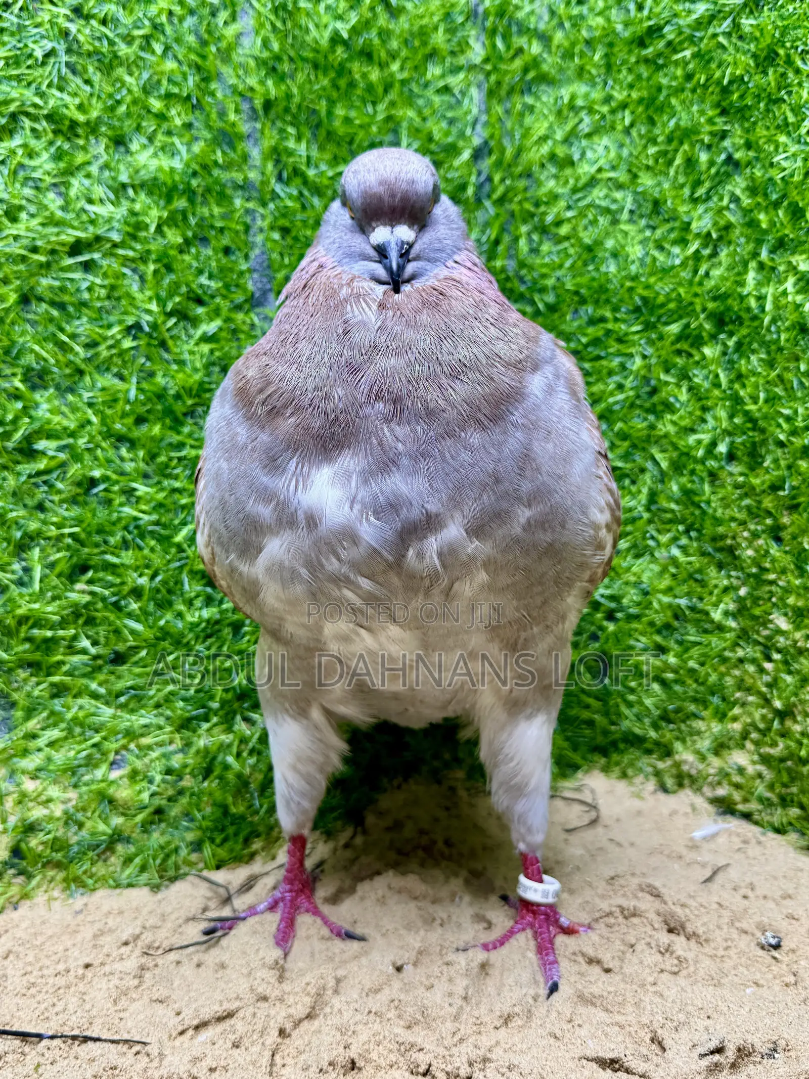 Male King Jumbo