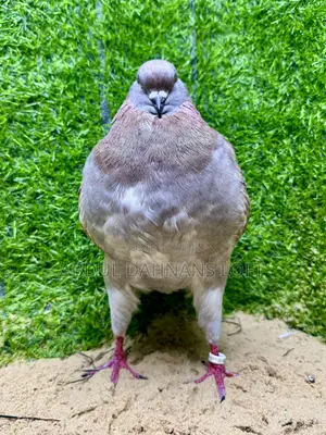 Male King Jumbo