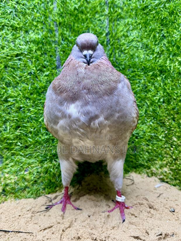 Male King Jumbo - thumbnail 4