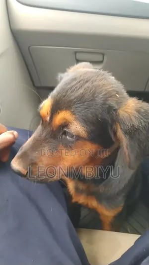 1-3 months Female Mixed Breed Rottweiler