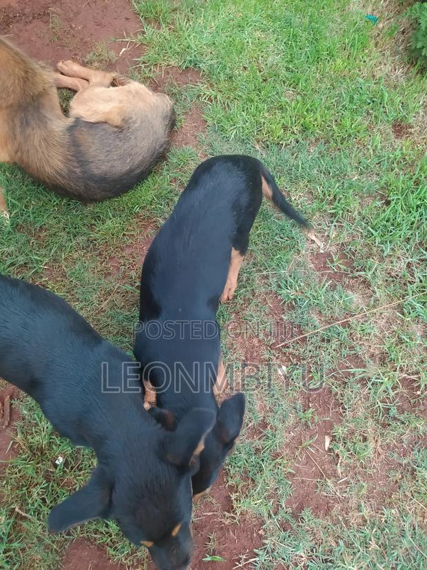 1-3 months Female Mixed Breed Rottweiler - thumbnail 3