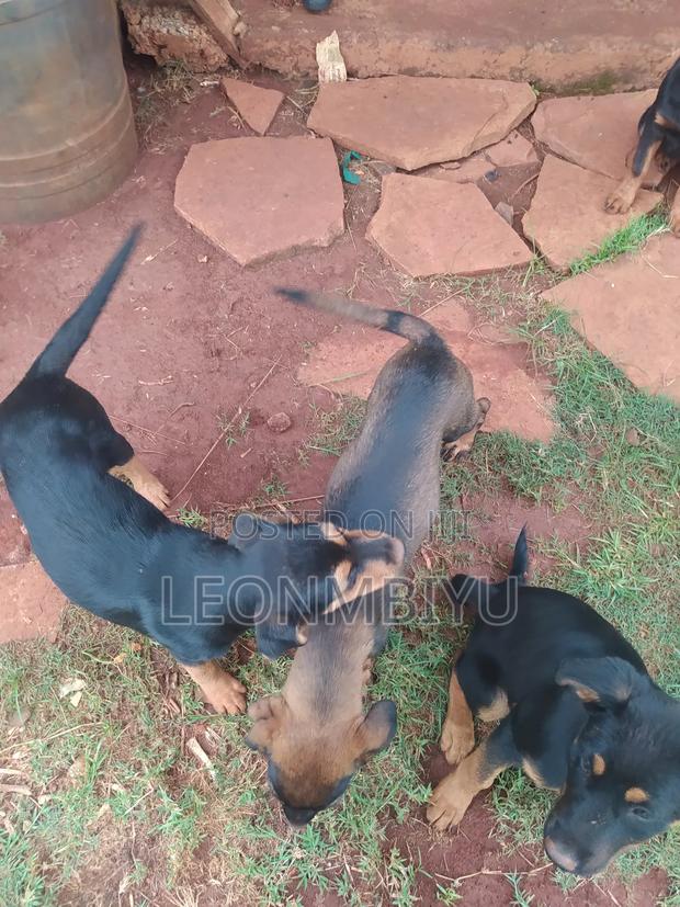 1-3 months Female Mixed Breed Rottweiler - thumbnail 4