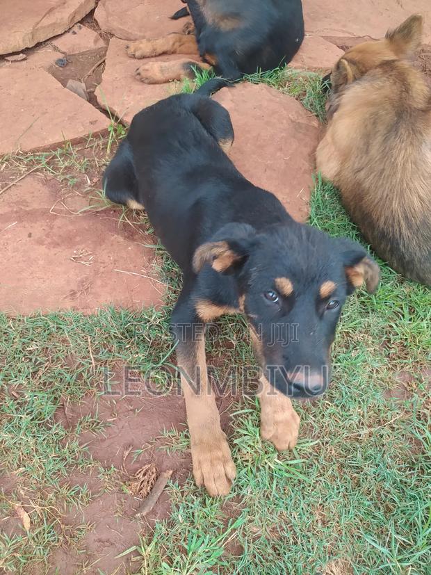 1-3 months Female Mixed Breed Rottweiler - thumbnail 5