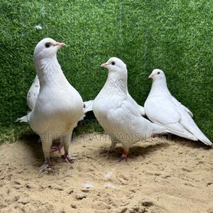 Speed Jumbos Available - thumbnail 2