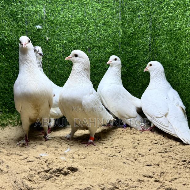 Speed Jumbos Available - thumbnail 3