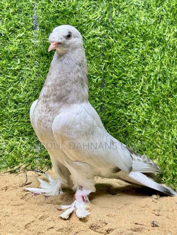 Turkish Takla Upcoming - main view