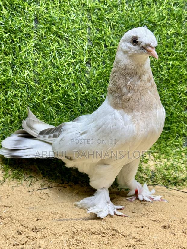 Turkish Takla Upcoming - thumbnail 3