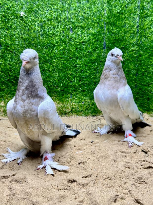 Turkish Takla Upcoming - thumbnail 4