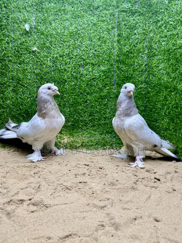 Turkish Takla Upcoming - thumbnail 5