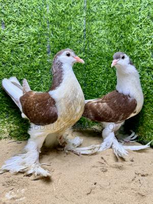 Red Lahore Upcoming Pair - thumbnail 2