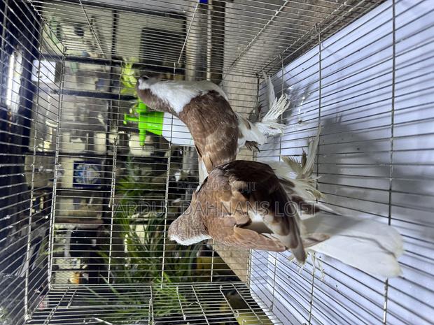 Red Lahore Upcoming Pair - thumbnail 3