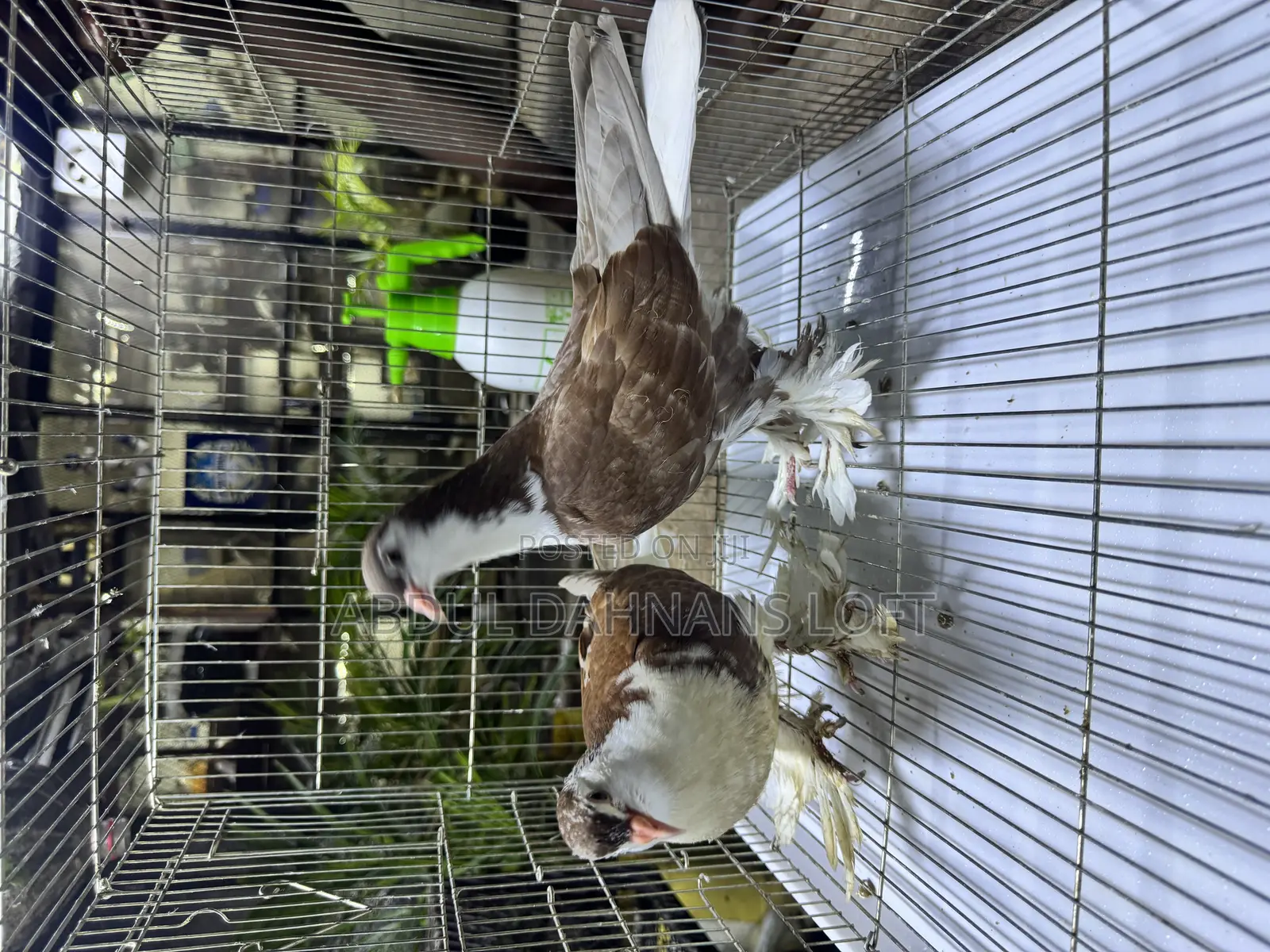Red Lahore Upcoming Pair