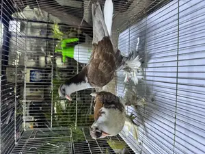 Red Lahore Upcoming Pair