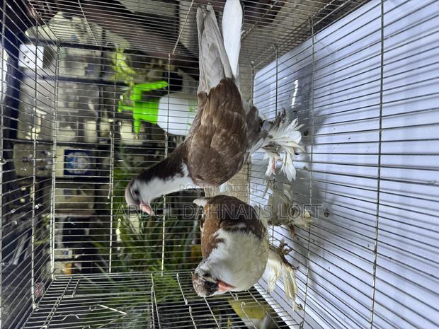 Red Lahore Upcoming Pair - thumbnail 4