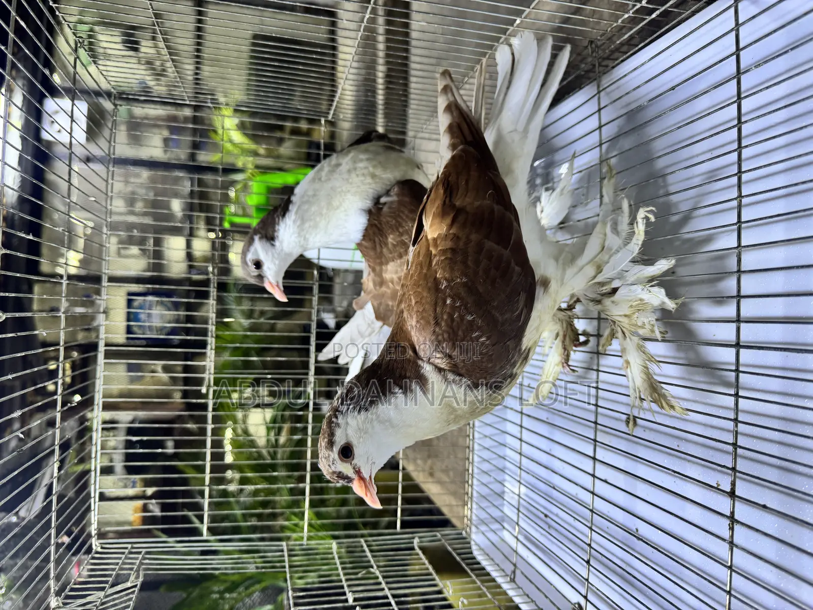 Red Lahore Upcoming Pair