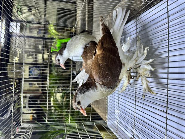 Red Lahore Upcoming Pair - thumbnail 5