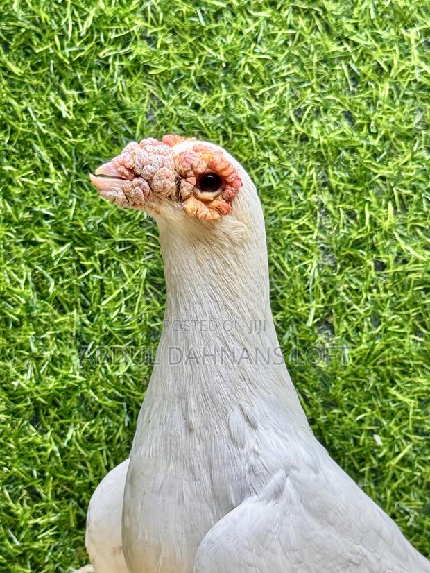 Dragon Male Matured - thumbnail 3