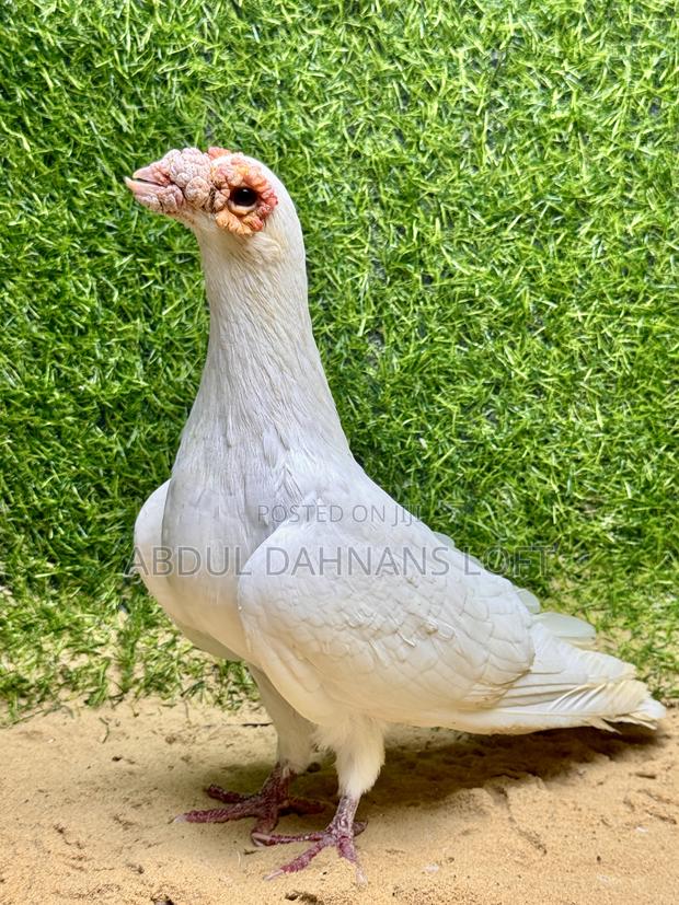 Dragon Male Matured - main view