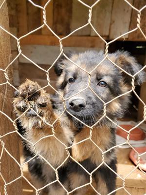 1-3 months Female Purebred German Shepherd - thumbnail 2