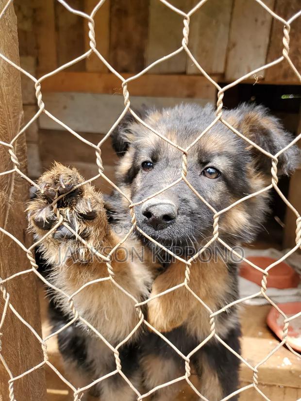 1-3 months Female Purebred German Shepherd - main view