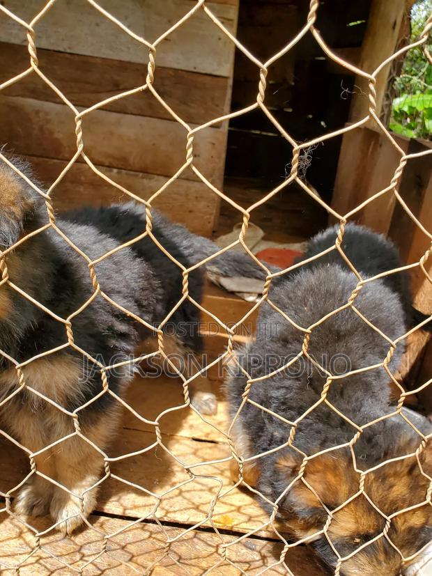 1-3 months Female Purebred German Shepherd - thumbnail 3