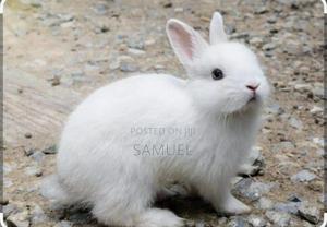 Selling Rabbits - thumbnail 2