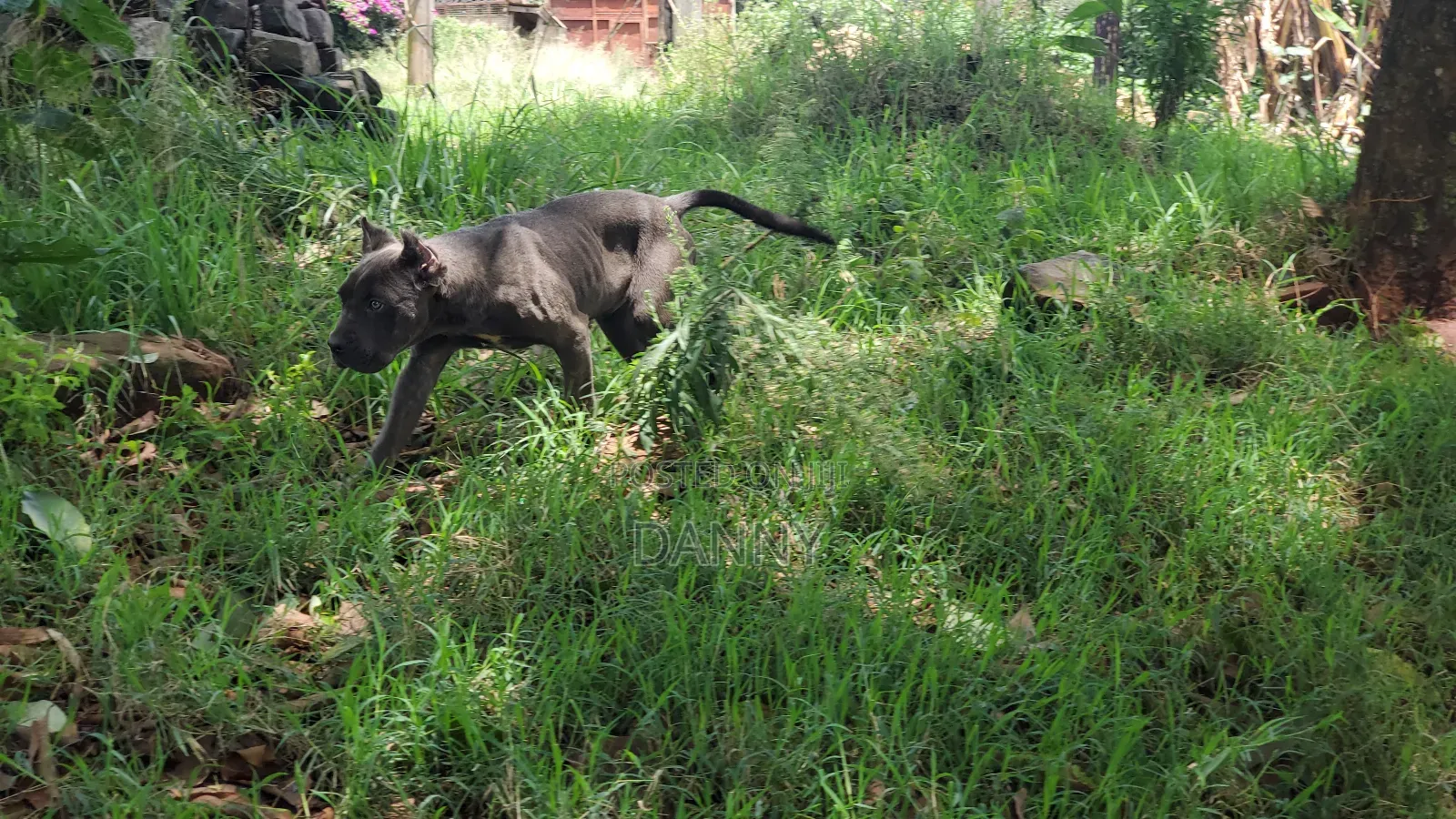 6-12 months Male Purebred Cane Corso