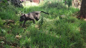 6-12 months Male Purebred Cane Corso