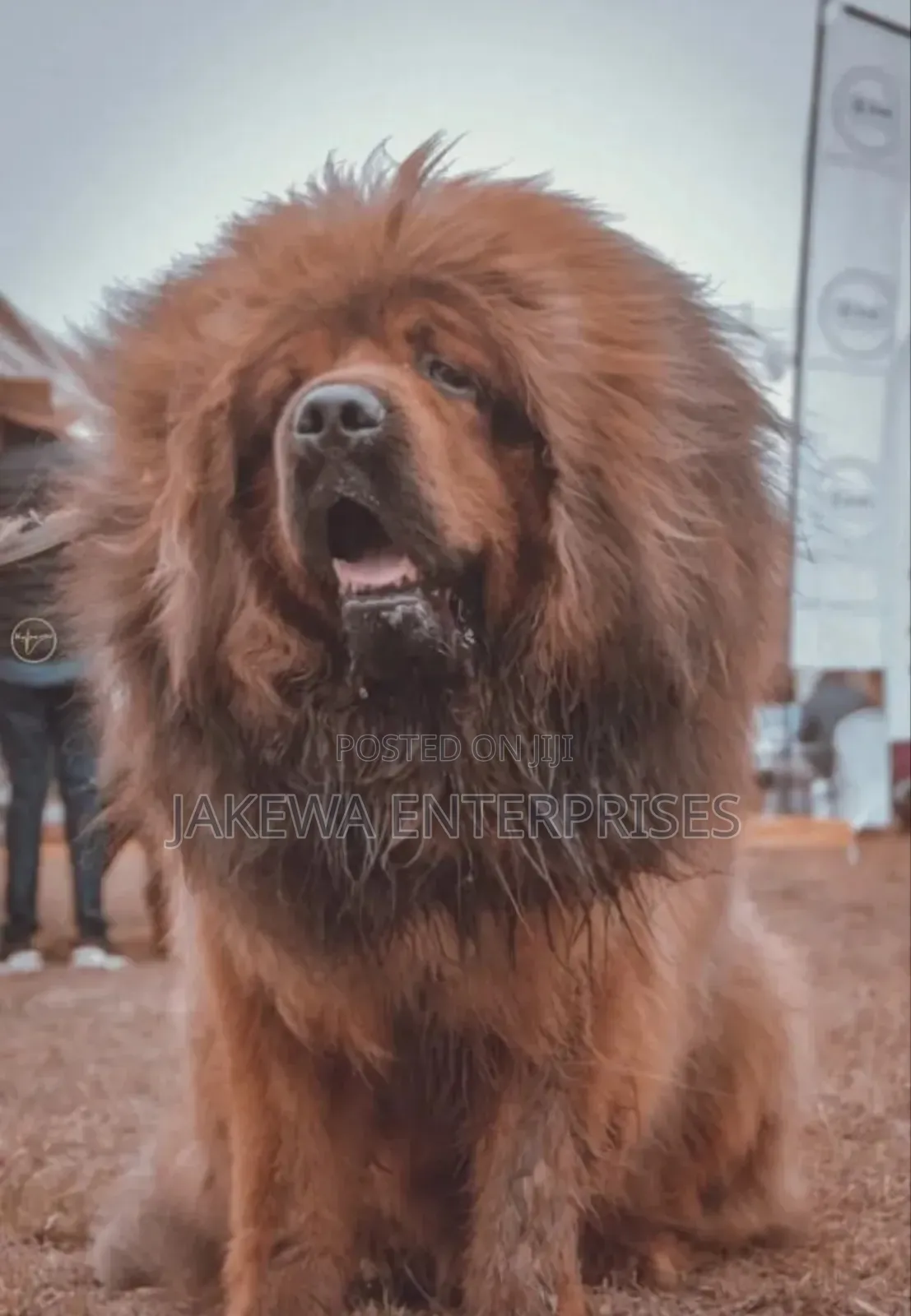 1+ year Male Purebred Tibetan Mastiff