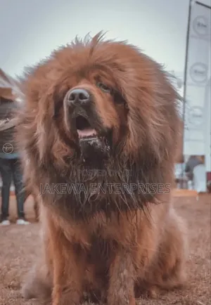 1+ year Male Purebred Tibetan Mastiff