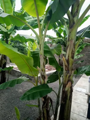 3bdrm Bungalow in Kaurrai, Matasia for sale