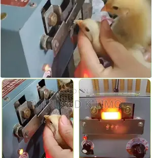 Automatic Beak Cutter