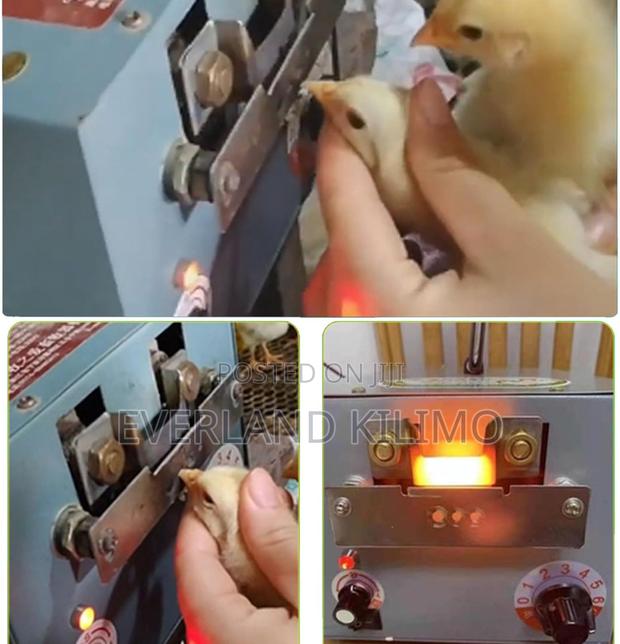 Automatic Beak Cutter