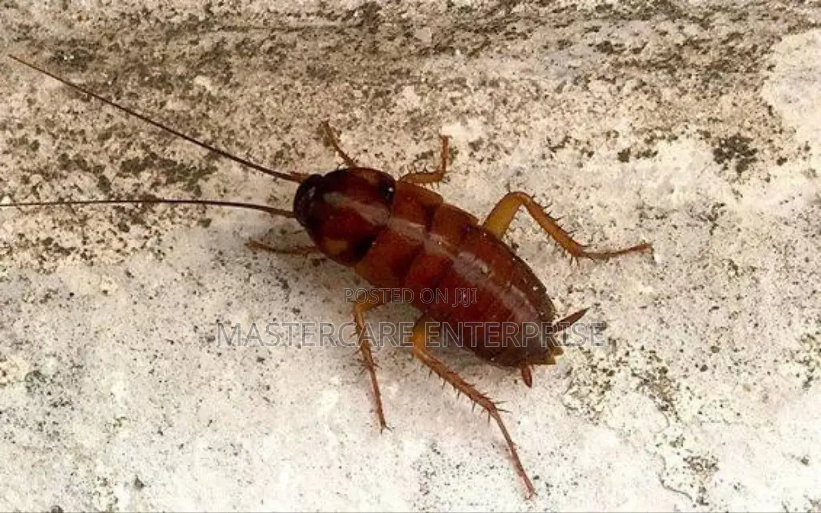 Roaches Control