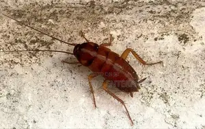 Roaches Control