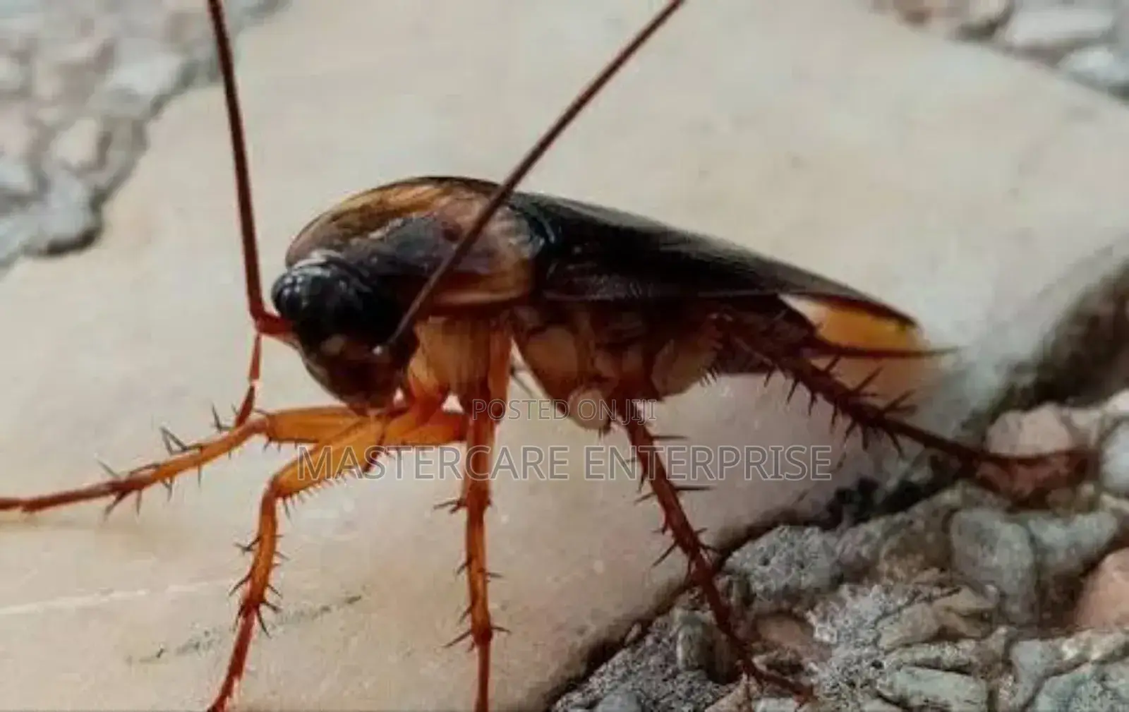 Roaches Control in Eldoret