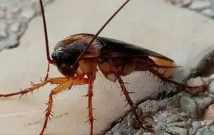Roaches Control in Eldoret