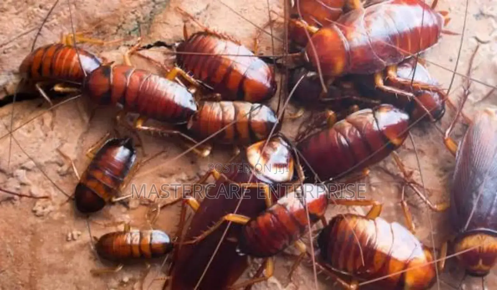Cockroaches Control in Nairobi