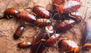 Cockroaches Control in Nairobi