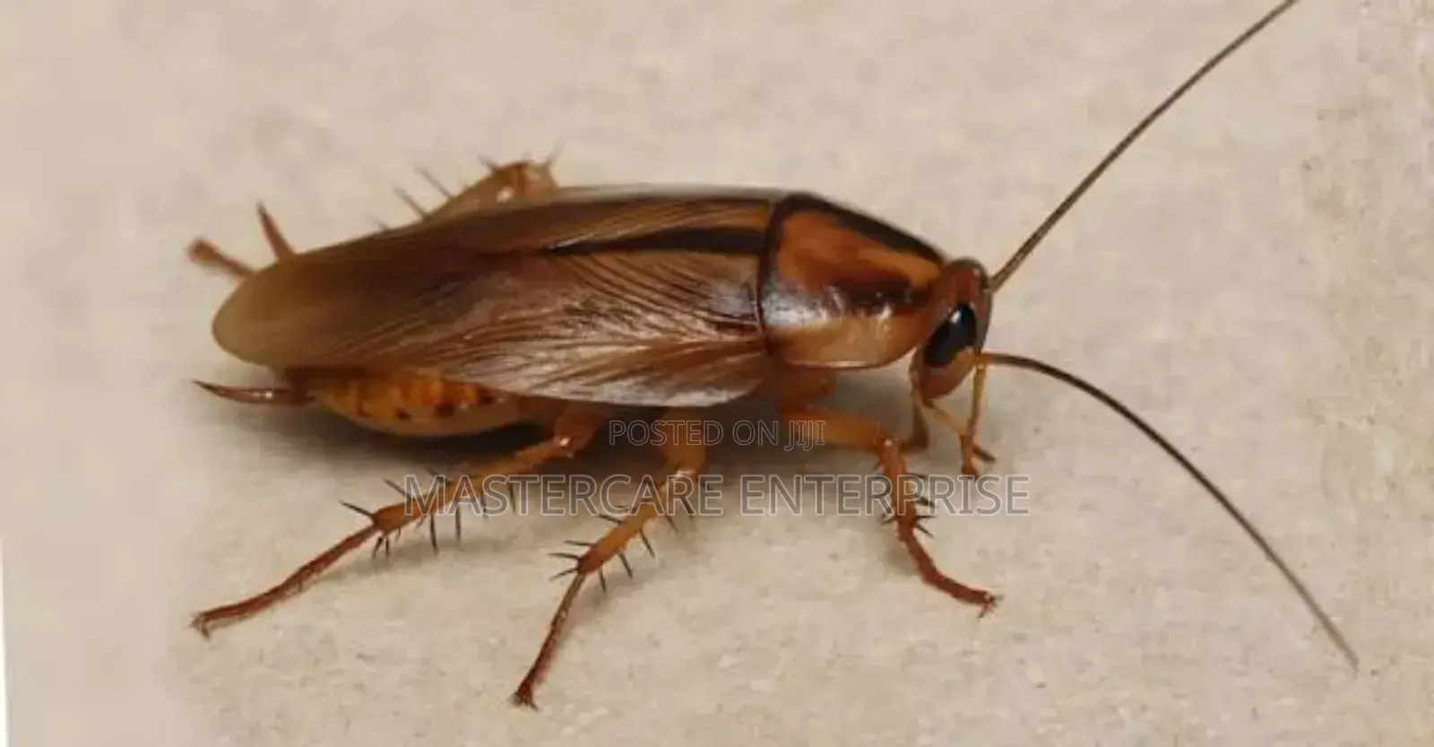 Cockroaches Extermination in Kilimani