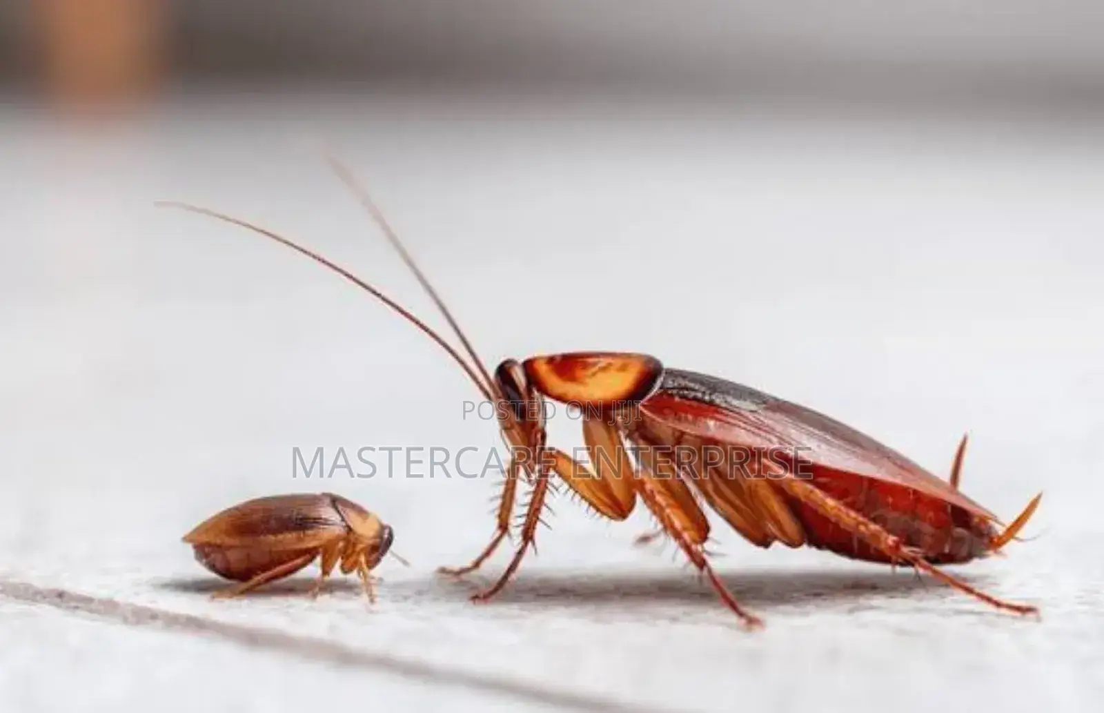 Cockroaches Extermination in Kileleshwa