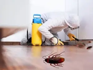 Cockroaches Extermination in Karen