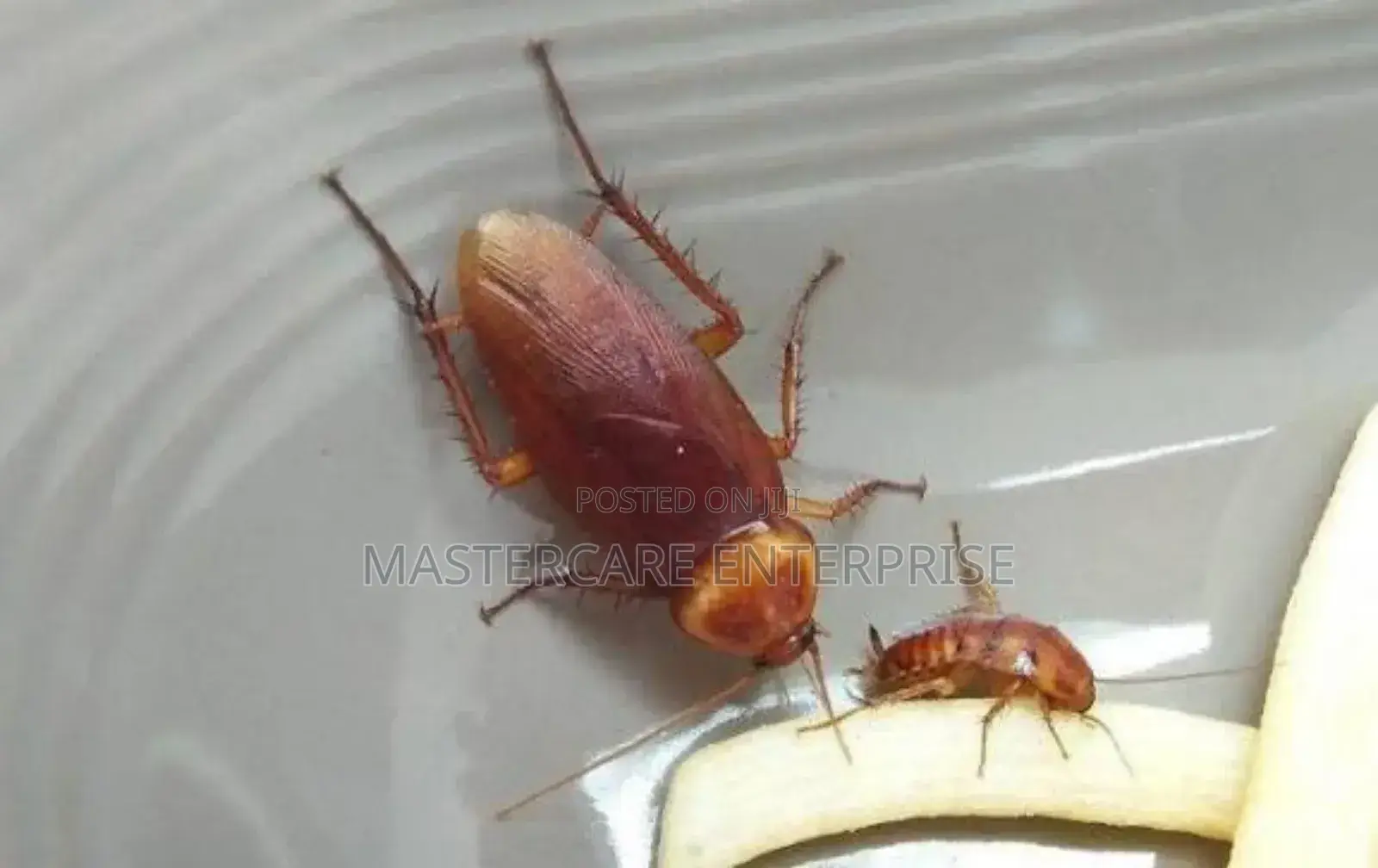 Cockroaches Control in Westlands