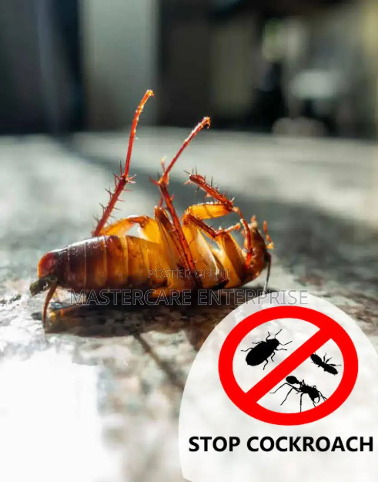 Cockroaches Extermination in the Kitchen