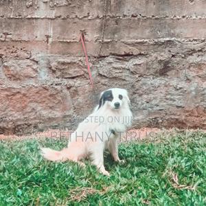 1+ year Female Mixed Breed Maltese - thumbnail 2